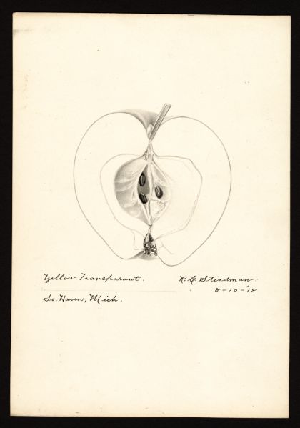 File:USDA Pomological Yellow Transparent POM00000013.jpg