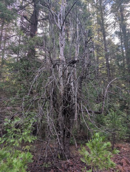 File:Smith Homestead-Metolius 2.jpg