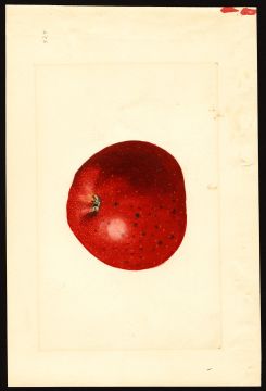 USDA Pomological Watercolor by Shull, James Marion (Pleasant Valley, El Dorado, California)