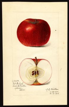 USDA Pomological Watercolor of McIntosh