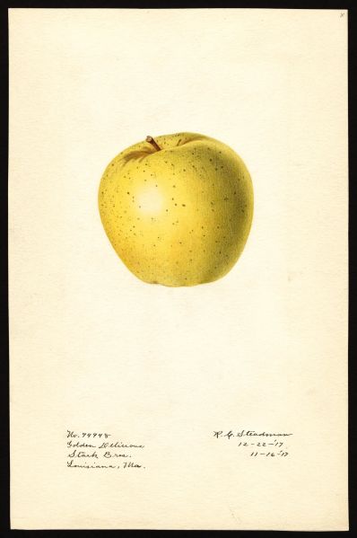 File:USDA Pomological Golden Delicious POM00002079.jpg