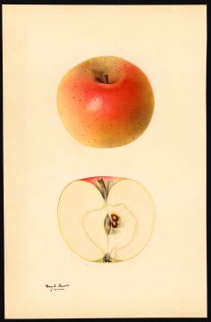 USDA Pomological Watercolor of Winter Banana