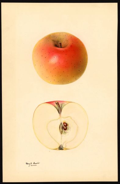 File:USDA Pomological Winter Banana POM00001316.jpg