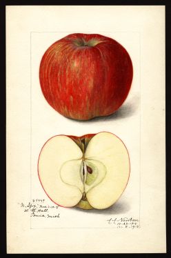 POM00000597 by Newton, Amanda Almira, Michigan