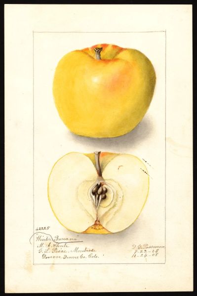 File:USDA Pomological Winter Banana POM00001321.jpg