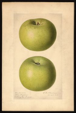 POM00000361 by Steadman, Royal Charles b., Arlington