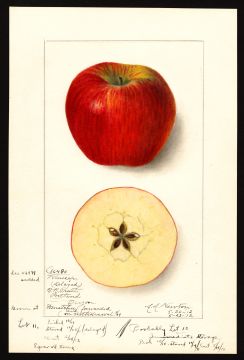 USDA Pomological Watercolor by Newton, Amanda Almira (Wenatchee, Chelan, Washington)