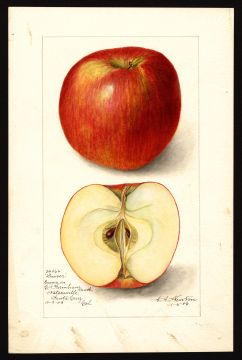 USDA Pomological Watercolor by Newton, Amanda Almira (Watsonville, Santa Cruz, California)