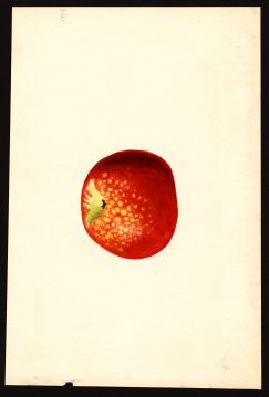 USDA Pomological Watercolor by Shull, James Marion (Crozet, Albemarle, Virginia)
