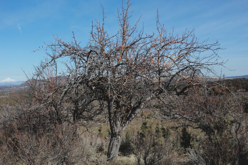 File:Tree Cyrus 8.JPG