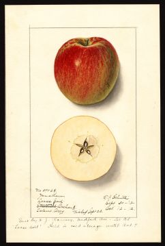 USDA Pomological Watercolor by Schutt, Ellen Isham (Talent, Jackson, Oregon)