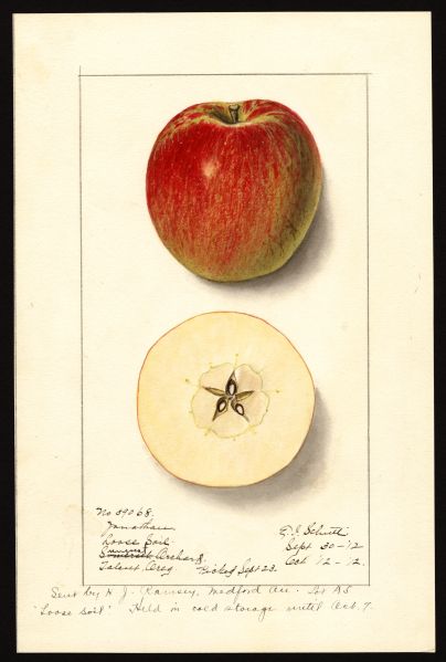 File:USDA Pomological Jonathan POM00000226.jpg