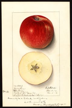 USDA Pomological Watercolor by Schutt, Ellen Isham (Yakima, Yakima, Washington)