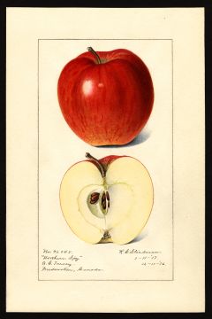 USDA Pomological Watercolor by Steadman, Royal Charles (Fredericton, Canada)