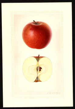 USDA Pomological Watercolor of Red Delicious