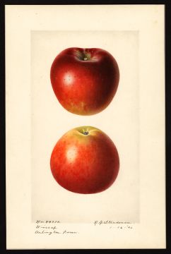 USDA Pomological Watercolor by Steadman, Royal Charles (Arlington, Virginia)