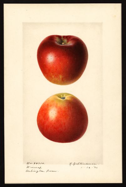 File:USDA Pomological Winesap POM00004251.jpg