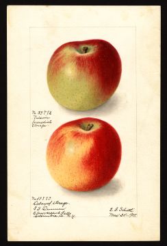 USDA Pomological Watercolor by Schutt, Ellen Isham (Stuyvesant Falls, Columbia, New York)