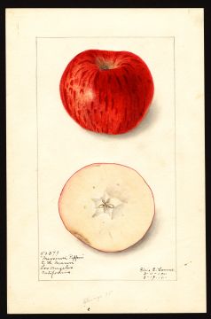 USDA Pomological Watercolor of Missouri Pippin