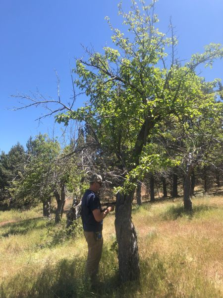 File:Tree McCoin Lower 91.jpg