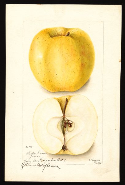 File:USDA Pomological Yellow Bellflower POM00000132.jpg