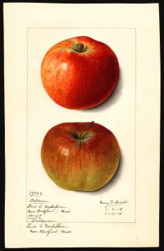 USDA Pomological Watercolor by Arnold, Mary Daisy (New Bedford, Bristol, Massachusetts)