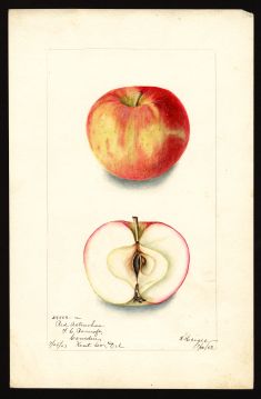 USDA Pomological Watercolor by Heiges, Bertha (Camden, Kent, Delaware)