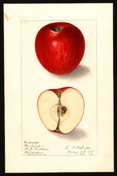 USDA Pomological Watercolor by Schutt, Ellen Isham (Riverside, Riverside, California)
