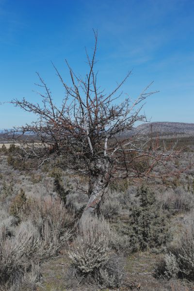 File:Tree Cyrus 15.JPG