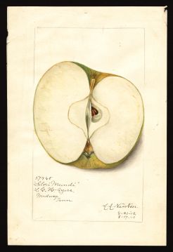 USDA Pomological Watercolor by Newton, Amanda Almira (Midway, Tennessee)