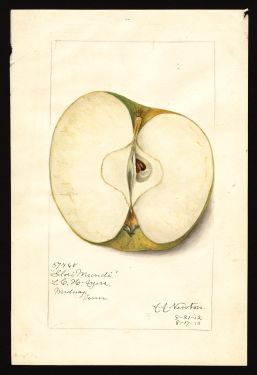 POM00002472 by Newton, Amanda Almira, Midway