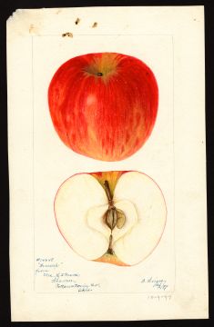 USDA Pomological Watercolor by Heiges, Bertha (Shawnee, Pottawatomie, Oklahoma)
