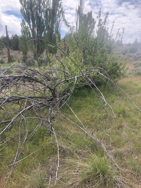 File:Tree McCoin Upper 47.jpg