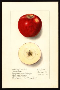 USDA Pomological Watercolor by Schutt, Ellen Isham (Hood River, Hood River, Oregon)