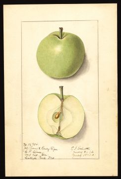 USDA Pomological Watercolor by Schutt, Ellen Isham (College Park, Prince Georges, Maryland)