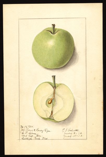 File:USDA Pomological Yellow Transparent POM00000998.jpg