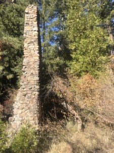 Heritage apple tree #5 at the El Rancho Homestead Site (Hubbard Ranch), Lower Metolius, 2019.