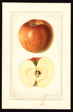 POM00000598 by Steadman, Royal Charles b., Arlington