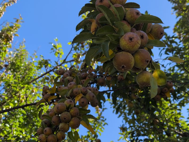 File:McCoin Upper Trees 59-62 c.jpg