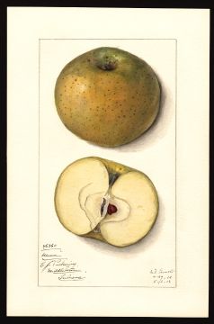 USDA Pomological Watercolor by Arnold, Mary Daisy (Middletown, Allen, Indiana)