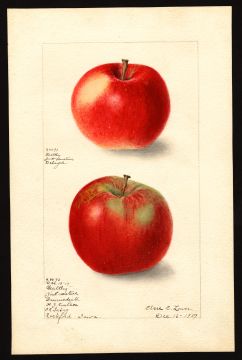 USDA Pomological Watercolor by Lower, Elsie E. (Rockford, Floyd, Iowa)