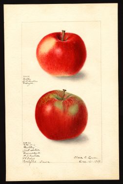 POM00003458 by Lower, Elsie E. b., Rockford