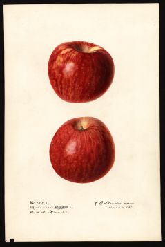 USDA Pomological Watercolor of Missouri Pippin