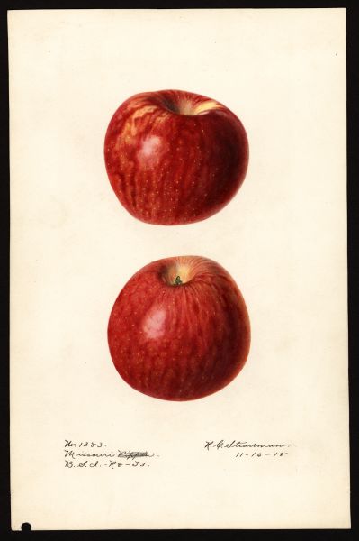 File:USDA Pomological Missouri Pippin POM00002654.jpg