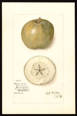 POM00004138 by Newton, Amanda Almira, Milton-Freewater