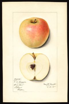 USDA Pomological Watercolor of Winter Banana