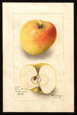 POM00000748 by Passmore, Deborah Griscom