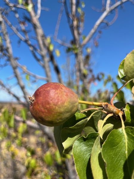 File:Cyrus Barn Red Pear 2024.jpg