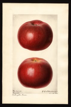 USDA Pomological Watercolor by Steadman, Royal Charles (Arlington, Virginia)