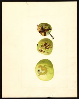 POM00003937 by Shull, James Marion, Missoula